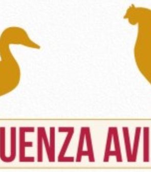 Détection d’un second foyer d’Influenza aviaire hautement pathogène (grippe aviaire)
