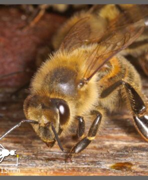 Récupération des essaims d’abeilles